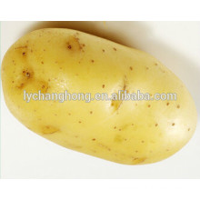 2014 hot sale high quality fresh potato from China